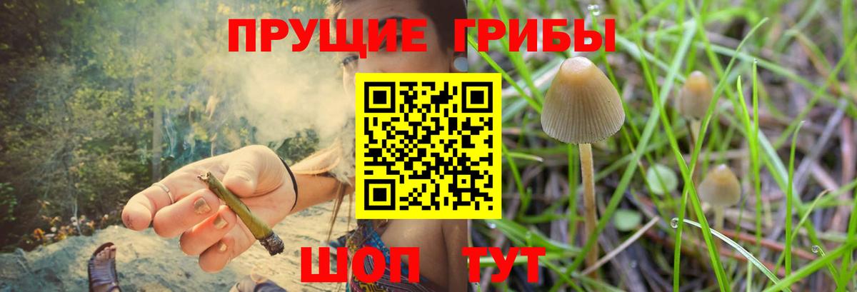 Асино  Галлюциногенные грибы Psilocybine cubensis  Вход с VPN 